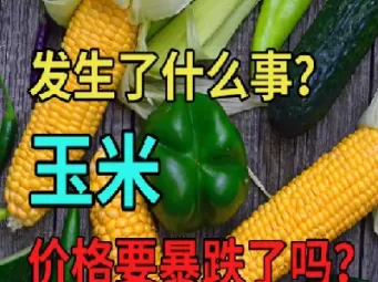 期货玉米价格行情(期货玉米价格最新行情今天)