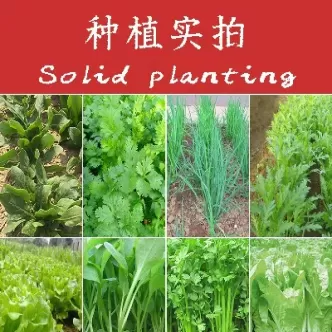 蔬菜期货有哪些(蔬菜期货行情走势哪里看)_https://www.dglong8.com_国际期货_第1张