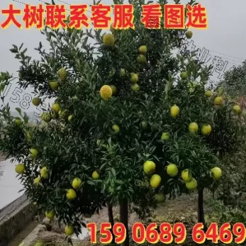 24小国际黄金价格走势图(国际黄金k线实时走势图)_https://www.dglong8.com_原油期货_第1张
